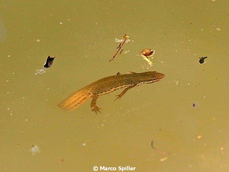 Tritone punteggiato - Lissotriton vulgaris